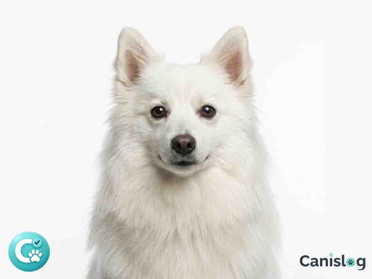 Volpino Italiano im Profil – Wachsamkeit, Reizlage und Hausalltag