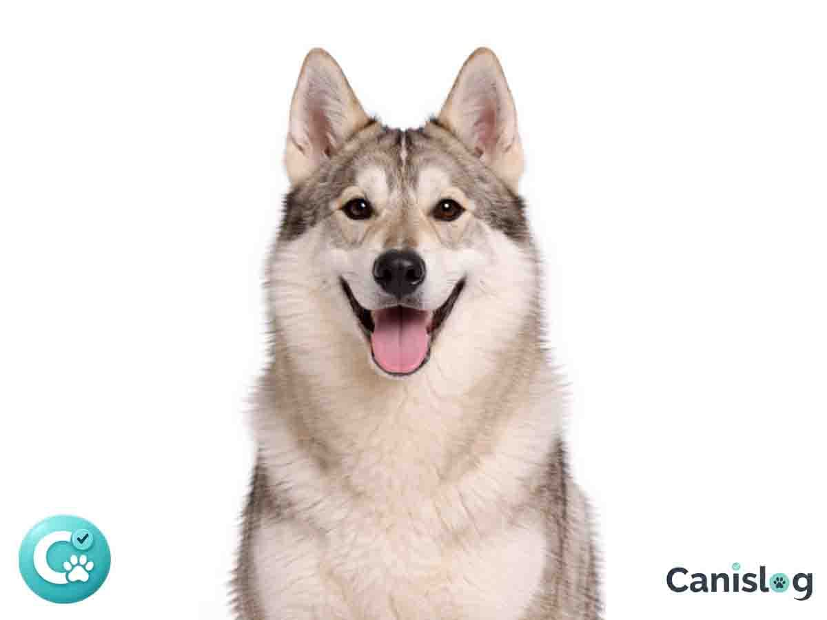 Westsibirischer Laika im Profil