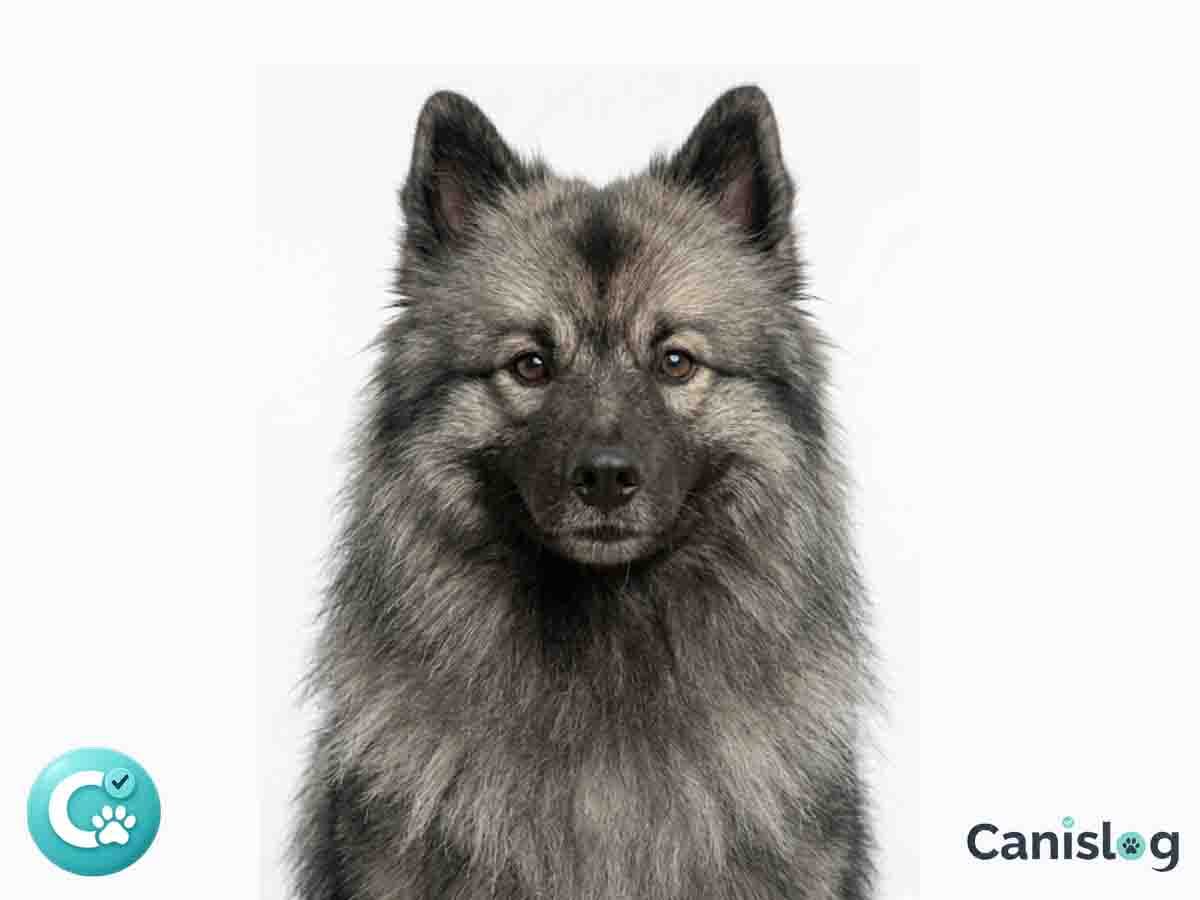 Deutscher Spitz Wolfsspitz im Profil – Wachsamkeit, Hausregeln und Bellmanagement