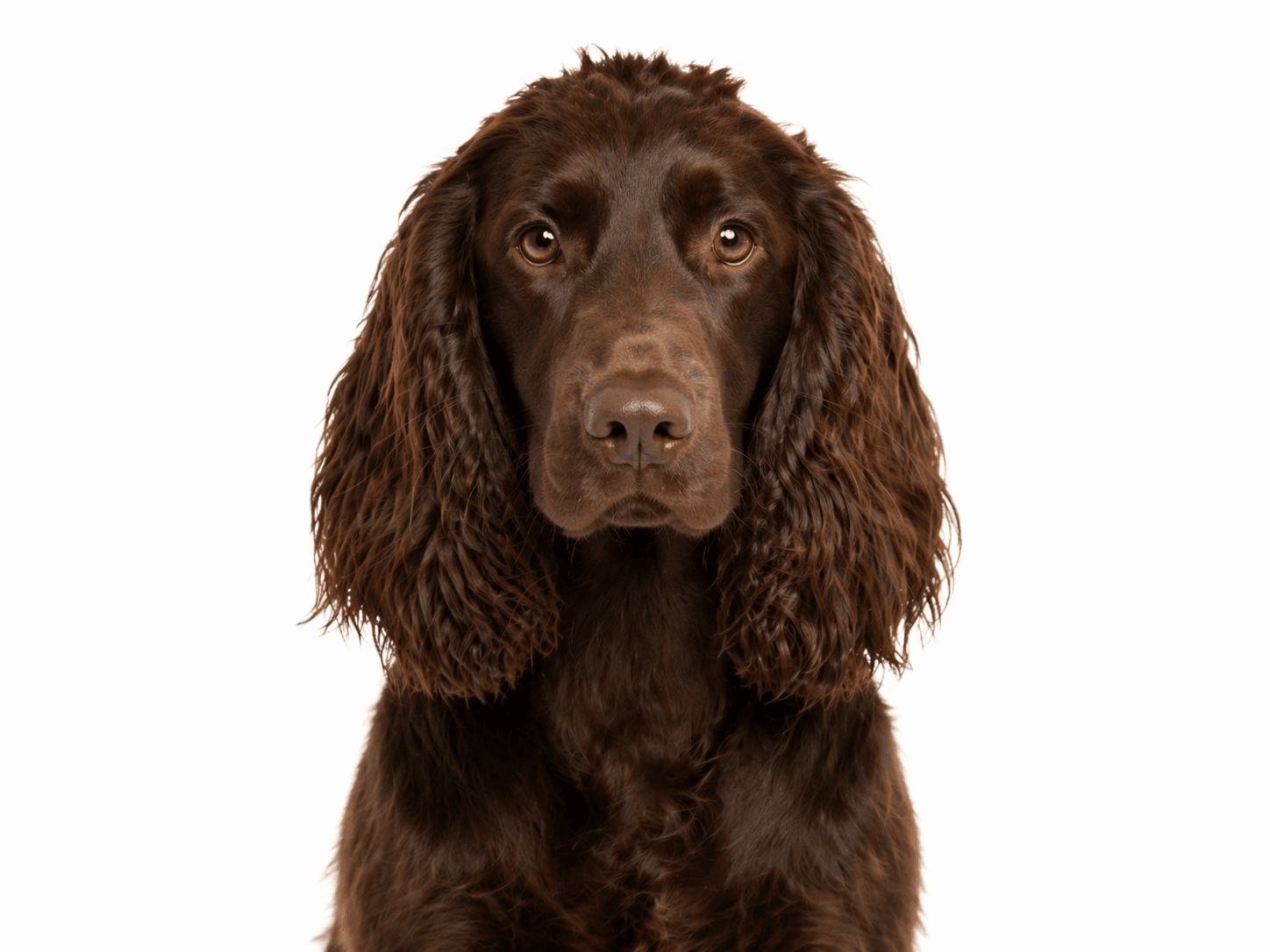 Field Spaniel im Profil